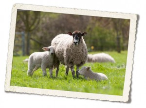 Lambs outside my boudoir studio